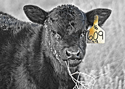 100th calf crop born at Spring Cove Ranch