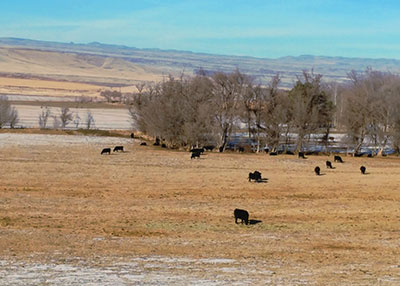 Bred heifers on winter pasture