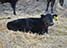 heifer calf by Basin Bonus 4345