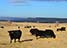 the calving pasture at Spring Cove Ranch